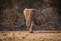 079 Amboseli Nationaal Park